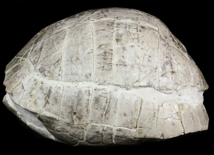 Fossil Tortoise (Stylemys) From Nebraska - Very Inflated #51317